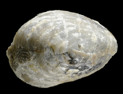 Obturamentella wadei